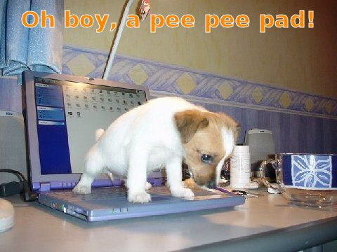 puppy_peeing1.jpg