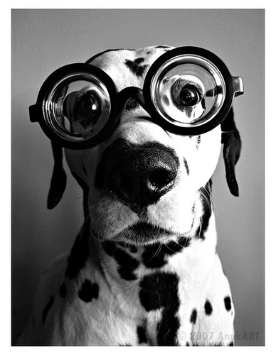 Animal Wearing Glasses