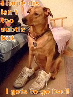 http://funnyfidos.com/wp-content/uploads/2008/09/dog_shoes2.jpg