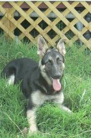 atticus