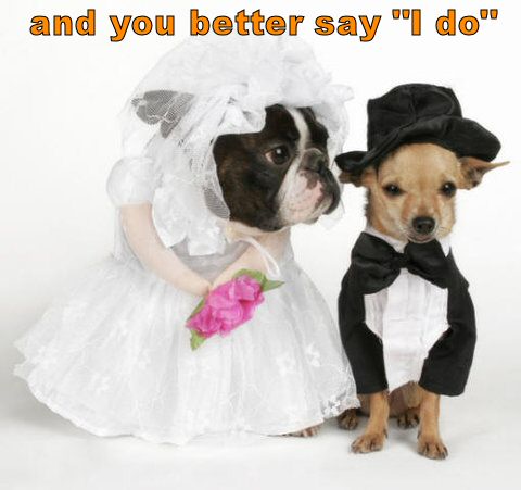 dog-wedding