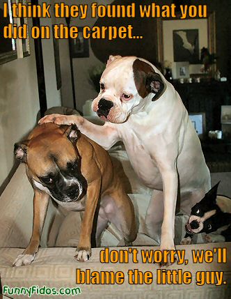 funny-dog-dont-worry.jpg