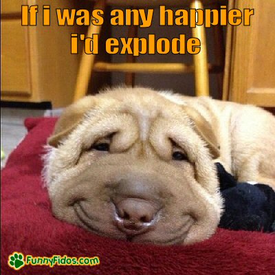 funny-dog-picture-happy-explode.jpg