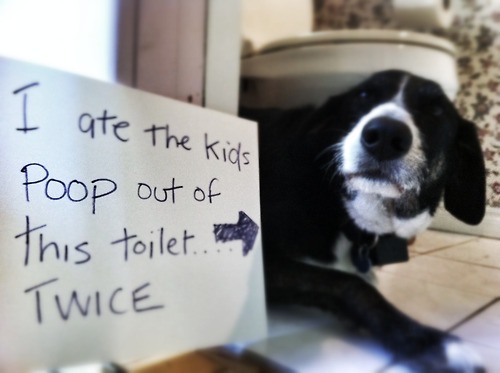 funny-dog-shame-i-ate-the-kids-poop.jpg