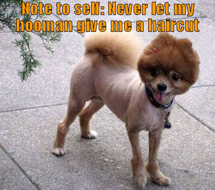 Never let your human cut your hair.